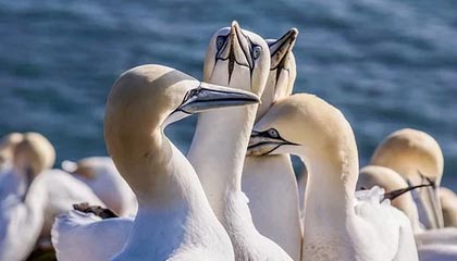 从詹姆斯身上学到了什么？里夫斯：他23年保持高水平 我很欣赏他