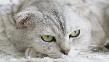 官方：萨卡对利兹联的右脚爆射破门当选阿森纳8月最佳进球