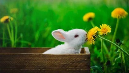 罗西尼尔成切尔西新帅 鲁尼赞其“最佳教练”